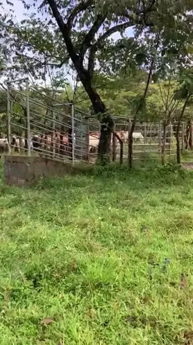 $255,000 SE VENDE FINCA DE 63 HECTAREAS + 853 MTS2 EN SUAY DE PONUGA DE MARIATOS EN VERAGUAS JB