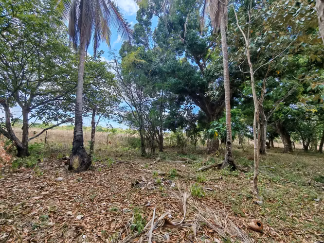 VENTA TERRENO PLANO EN VIA A VALLE DE ANTON 5.5 HECTAREAS CP