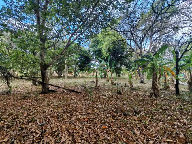VENTA TERRENO PLANO EN VIA A VALLE DE ANTON 5.5 HECTAREAS CP