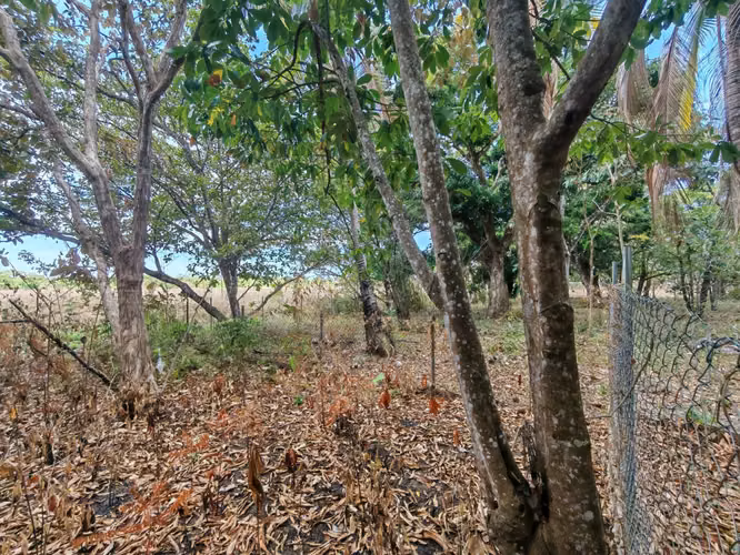 VENTA TERRENO PLANO EN VIA A VALLE DE ANTON 5.5 HECTAREAS CP