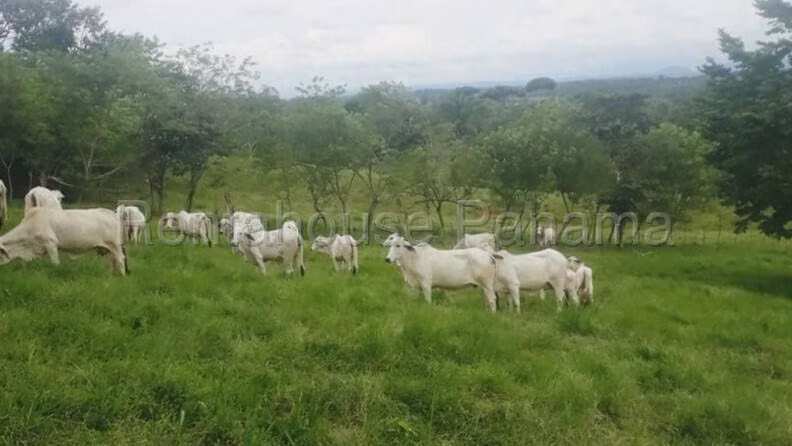 Finca En Venta En Chorrera ABS
