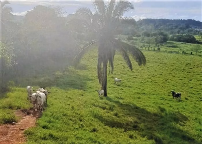 Finca En Venta En Chorrera ABS