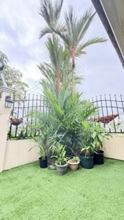 OFERTA DE 100 PALMAS ROJAS Desde $30.00 - $50.00 - Excelente para decorar tu jardín