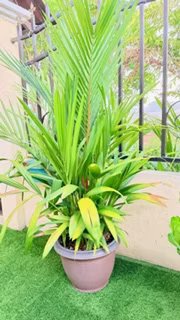 OFERTA DE 100 PALMAS ROJAS Desde $30.00 - $50.00 - Excelente para decorar tu jardín