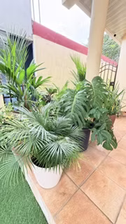 OFERTA DE 100 PALMAS ROJAS Desde $30.00 - $50.00 - Excelente para decorar tu jardín