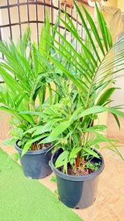OFERTA DE 100 PALMAS ROJAS Desde $30.00 - $50.00 - Excelente para decorar tu jardín