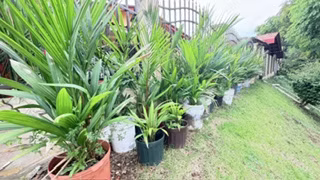 OFERTA DE 100 PALMAS ROJAS Desde $30.00 - $50.00 - Excelente para decorar tu jardín