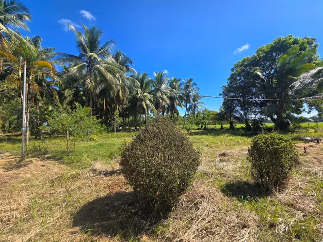 FINCA $43,000 / 1.8 HECTÁREAS / BACO / BERBA / PUERTO ARMUELLES / TRANSPORTE / DERECHO POSESORIO