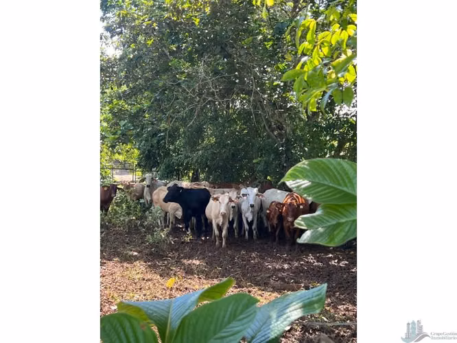 VENTA LOTE CHORRERA EL ESPINO 52 HECTAREAS CV