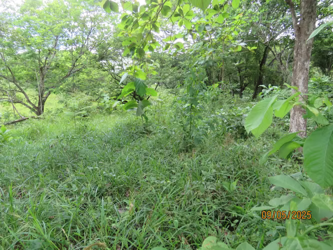 Venta de terreno en San Carlitos, David, Chiriquí