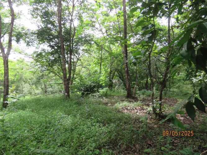 Venta de terreno en San Carlitos, David, Chiriquí