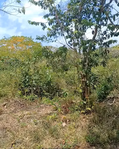 VENDO 10 HECTAREAS EN ARRAIJAN