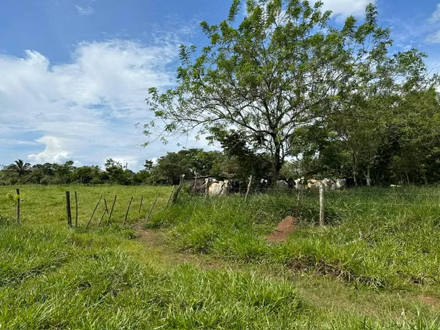 FINCA EN VENTA – 35 HECTÁREAS | LAS YAYAS, LA CHORRERA