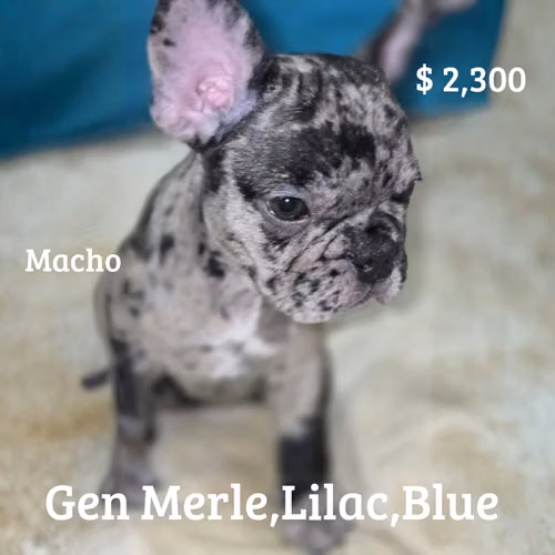 BULLDOG FRANCÉS GANGA 700$