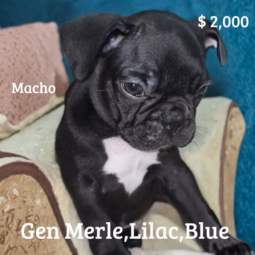 BULLDOG FRANCÉS GANGA 700$