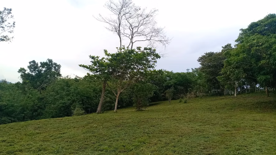 OFERTA-LA CHORRERA- POTRERO GRANDE, SE VENDE PROPIEDAD TITULADA, 10000 METROS