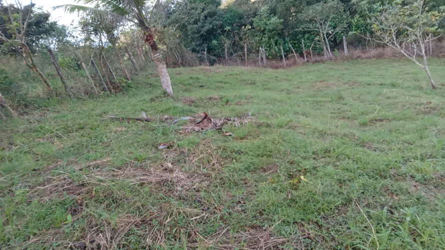 OFERTA-LA CHORRERA- POTRERO GRANDE, SE VENDE PROPIEDAD TITULADA, 10000 METROS