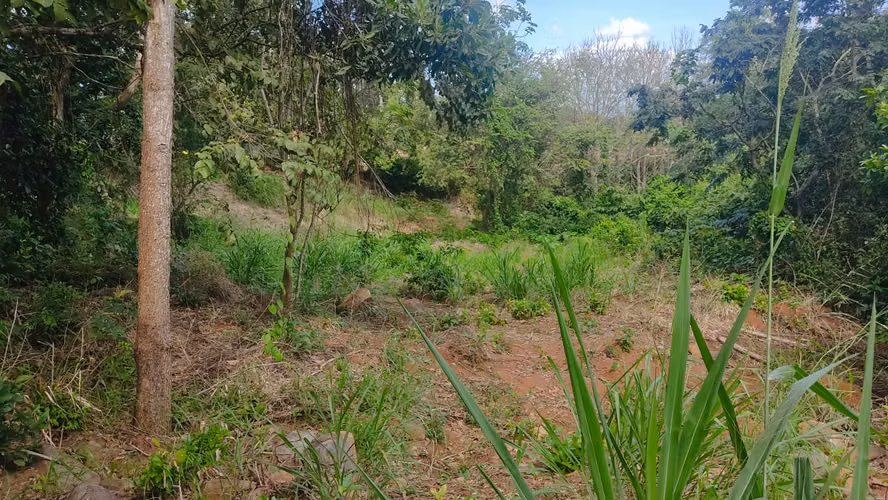 SE VENDE 4.9 HECTÁREA  LA CHORRERA PERMISOS Y ESTUDIOS APROBADOS