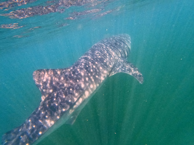 LAS PERLAS ARCHIPELAGO A BORDO DE UN GRAN CATAMARAN - Imagen 2