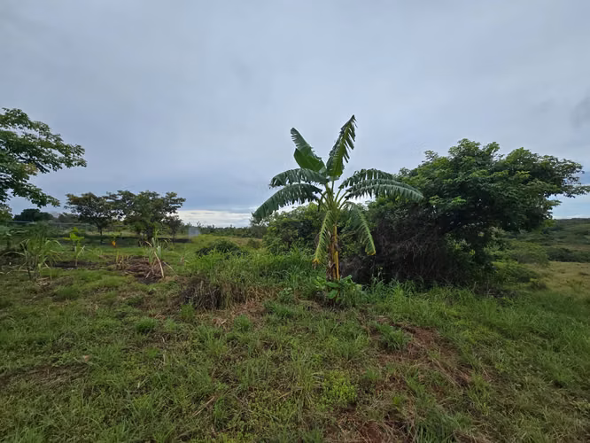 VENDO $42,000 / 2MIL METROS / RIO HATO / GUÍAS DE OCCIDENTE /