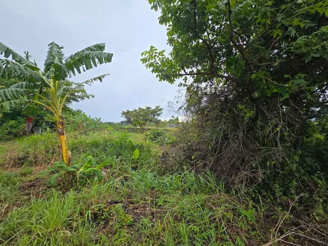 VENDO $42,000 / 2MIL METROS / RIO HATO / GUÍAS DE OCCIDENTE /