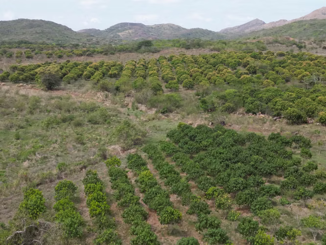 Venta de Finca en Natá, Los Olivos, Coclé, 210 hectáreas