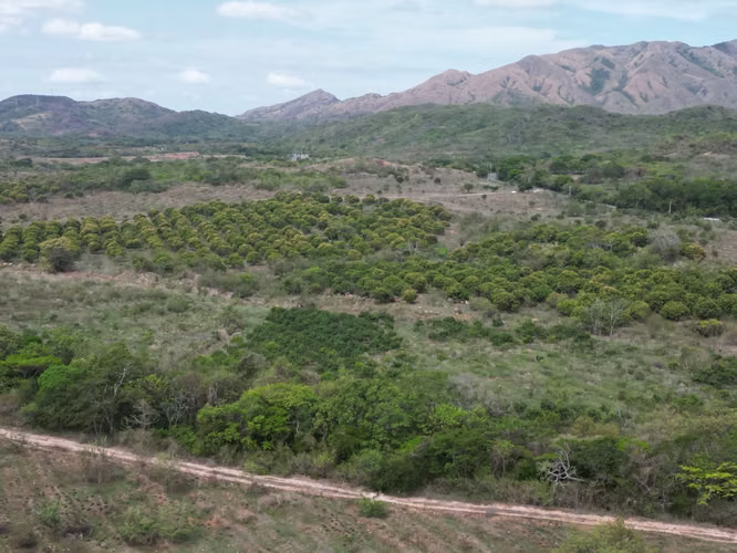 Venta de Finca en Natá, Los Olivos, Coclé, 210 hectáreas