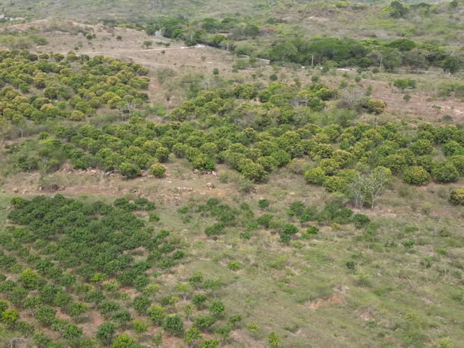 Venta de Finca en Natá, Los Olivos, Coclé, 210 hectáreas