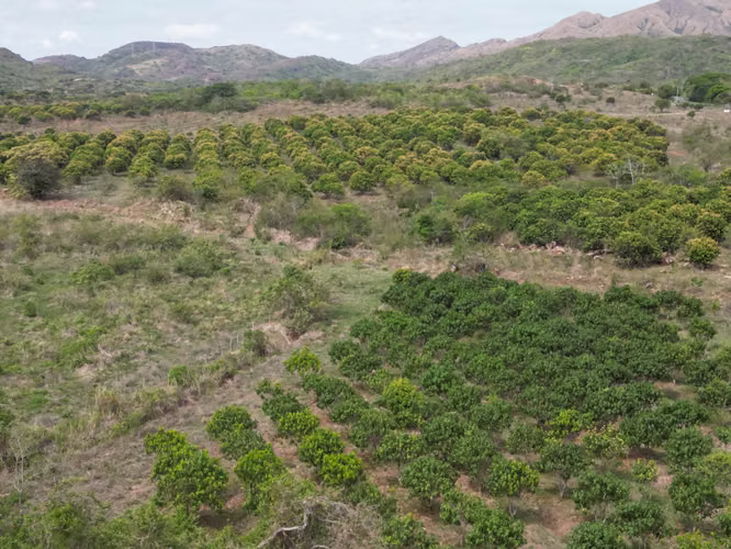 Venta de Finca en Natá, Los Olivos, Coclé, 210 hectáreas