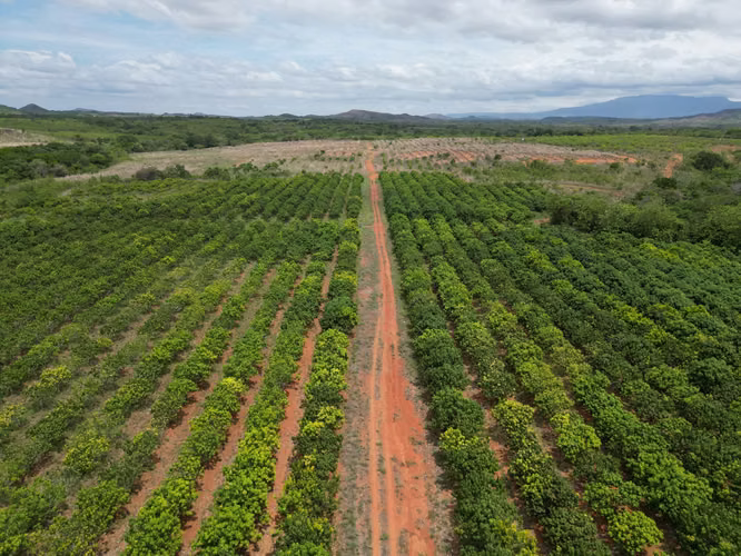 Venta de Finca en El Cortezo, Toza, Natá, Coclé, 259 hectáreas