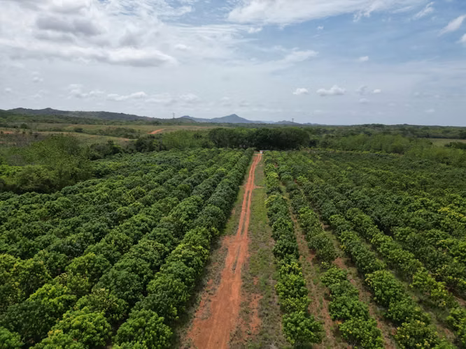 Venta de Finca en El Cortezo, Toza, Natá, Coclé, 259 hectáreas
