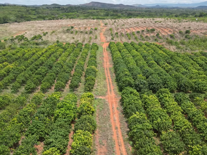 Venta de Finca en El Cortezo, Toza, Natá, Coclé, 259 hectáreas