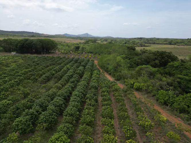 Venta de Finca en El Cortezo, Toza, Natá, Coclé, 259 hectáreas