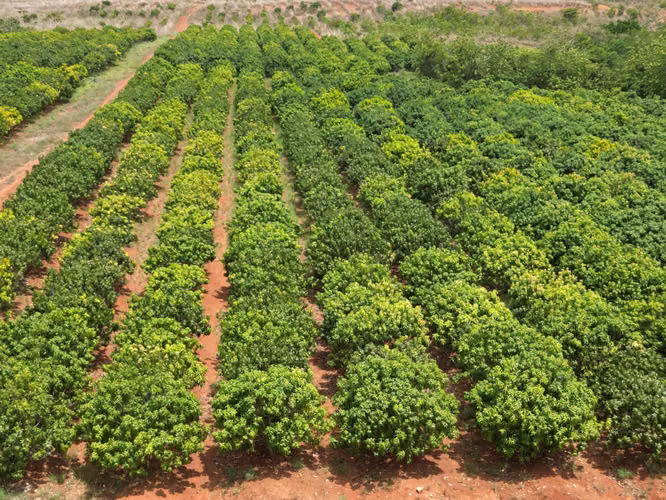 Venta de Finca en El Cortezo, Toza, Natá, Coclé, 259 hectáreas