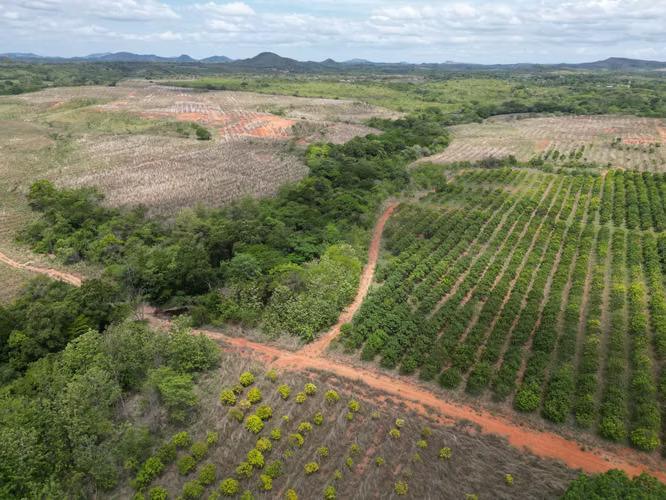 Venta de Finca en El Cortezo, Toza, Natá, Coclé, 259 hectáreas
