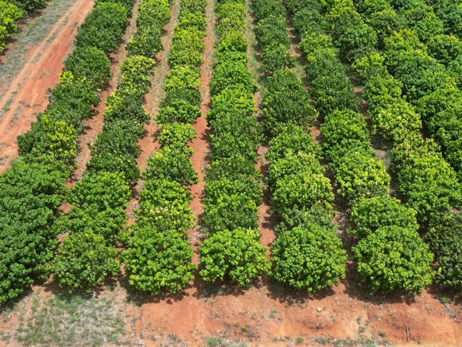 Venta de Finca en El Cortezo, Toza, Natá, Coclé, 259 hectáreas