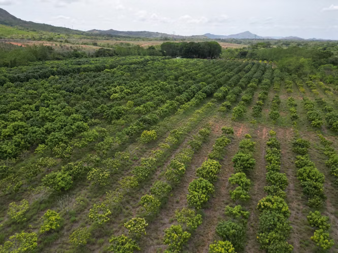Venta de Finca en El Cortezo, Toza, Natá, Coclé, 259 hectáreas