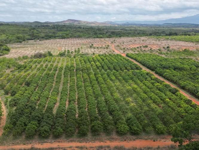 Venta de Finca en El Cortezo, Toza, Natá, Coclé, 259 hectáreas