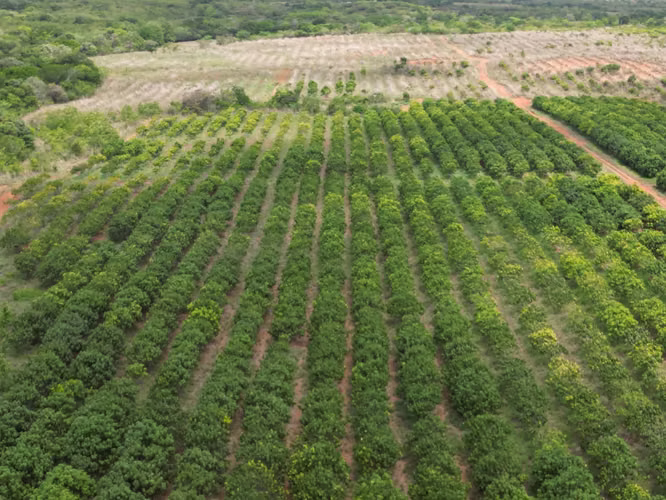 Venta de Finca en El Cortezo, Toza, Natá, Coclé, 259 hectáreas