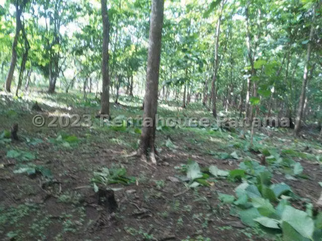 VENTA DE TERRENO EN CHILIBRE CENTRO MCD25-2538