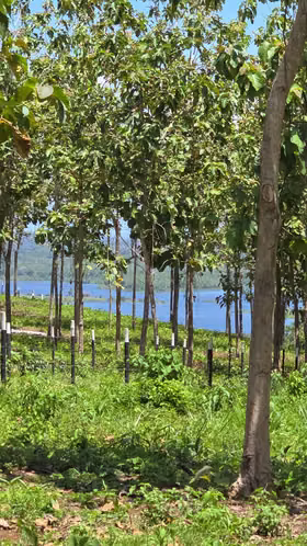 LOTES TITULADOS LAGO GATÚN - FINANCIAMIENTO DIRECTO SIN ABONO Y INTERES DESDE 200 QUINCENAL