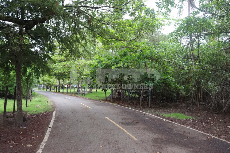 VENTA DE LOTE EN CAÑAS – CERCA DE PLAYA VENAO - Imagen 15