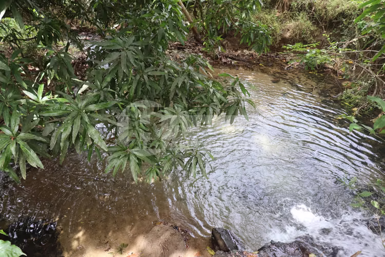 VENTA DE FINCA – EL LORO, VÍA LAS TABLAS / TONOSÍ