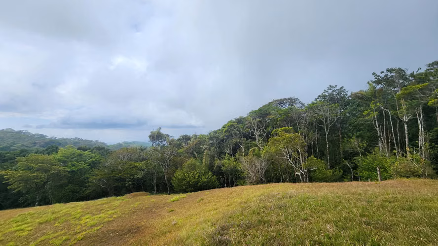 CERRO AZUL- 55 HECTÁREAS DE BOSQUE PREMONTAÑOSO CON AGUA, ACCESO Y POTENCIAL DE DESARROLLO