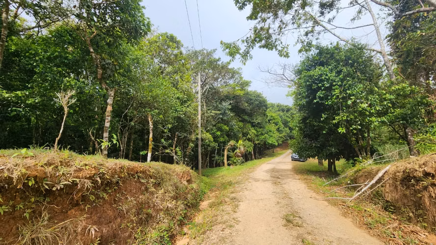 CERRO AZUL- 55 HECTÁREAS DE BOSQUE PREMONTAÑOSO CON AGUA, ACCESO Y POTENCIAL DE DESARROLLO