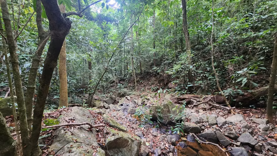 CERRO AZUL- 55 HECTÁREAS DE BOSQUE PREMONTAÑOSO CON AGUA, ACCESO Y POTENCIAL DE DESARROLLO