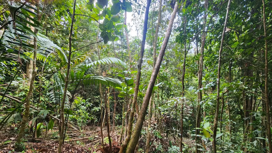 CERRO AZUL- 55 HECTÁREAS DE BOSQUE PREMONTAÑOSO CON AGUA, ACCESO Y POTENCIAL DE DESARROLLO