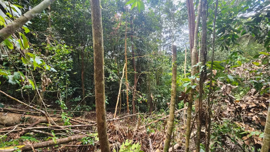 CERRO AZUL- 55 HECTÁREAS DE BOSQUE PREMONTAÑOSO CON AGUA, ACCESO Y POTENCIAL DE DESARROLLO