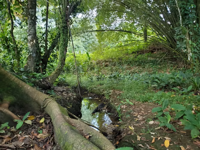 VENTA TERRENO EN BOCAS DEL TORO