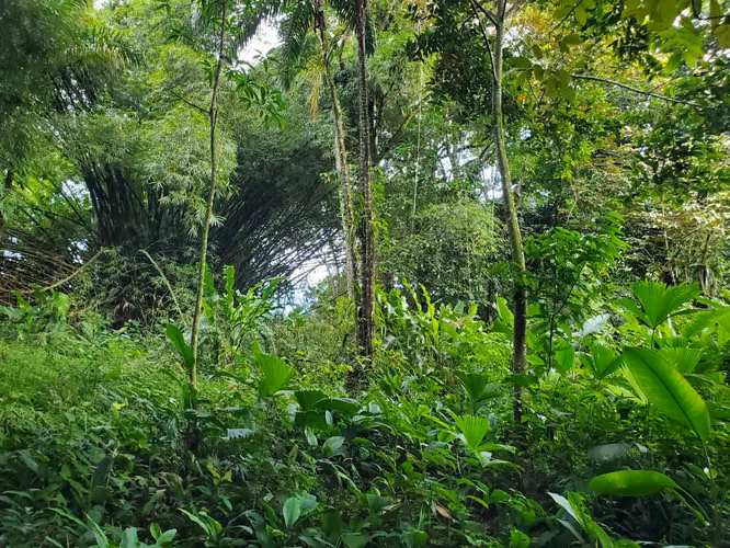 VENTA TERRENO EN BOCAS DEL TORO